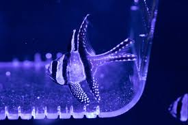 Dragons as Symbols of Harmony and Balance in Chinese Culture