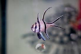 Exploring the Influence of Dragons in Earth Deity and Divine Worship Rituals in China