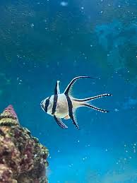 Exploring the Relationship Between Dragons and Guardian Deities in Ancient Chinese Cities