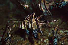 Dragons in Tales of Protection and the Defense of Chinese Kingdoms